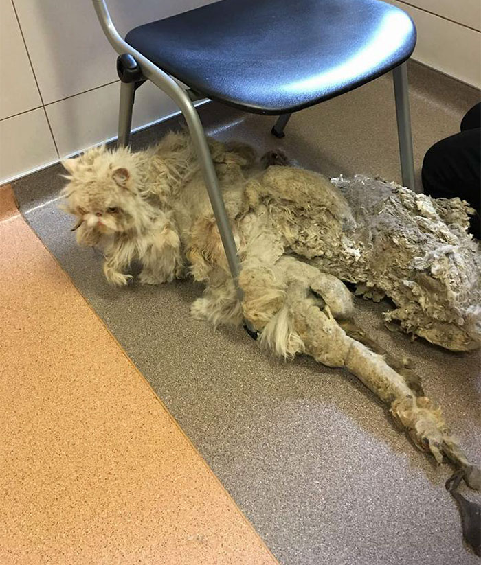 Cat Who Was Carrying More Than Half Of His Weight In Matted Fur Goes Through Incredible Transformation