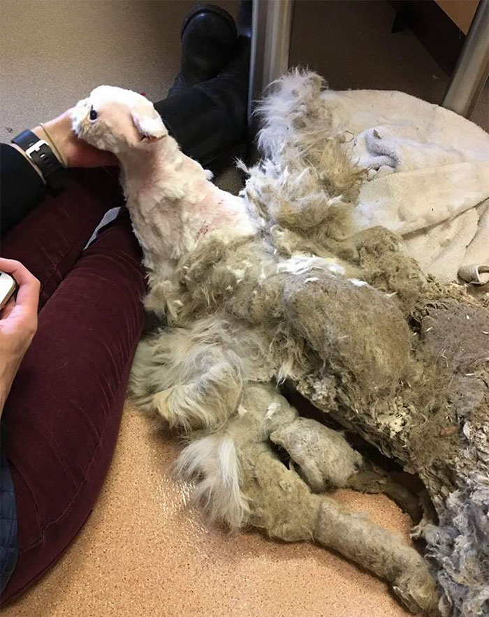 Cat Who Was Carrying More Than Half Of His Weight In Matted Fur Goes Through Incredible Transformation