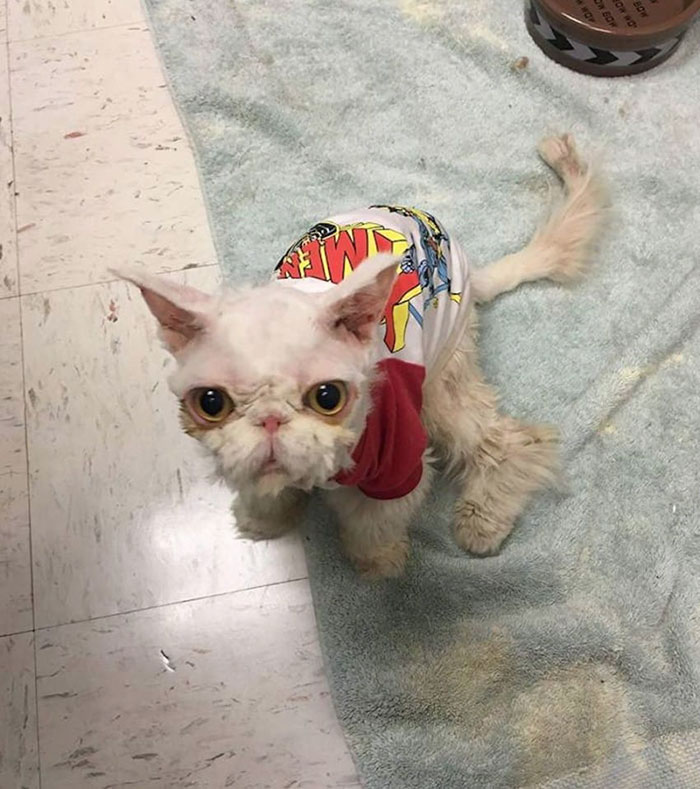 Cat Who Was Carrying More Than Half Of His Weight In Matted Fur Goes Through Incredible Transformation