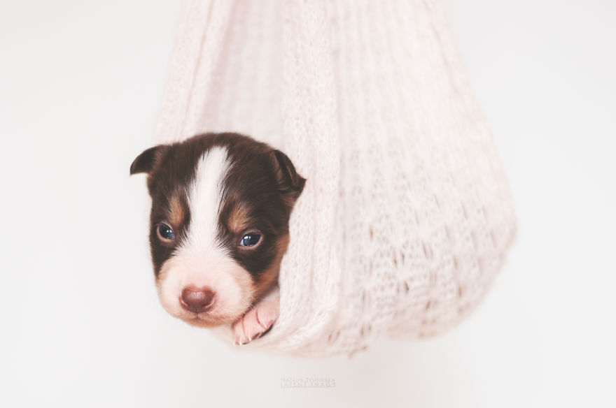 Puppies With Wings! I Repeat: Puppies With Wings! Prepare Your Heart To Be Melted Puppies With Wings! I Repeat: Puppies With Wings! Prepare Your Heart To Be Melted