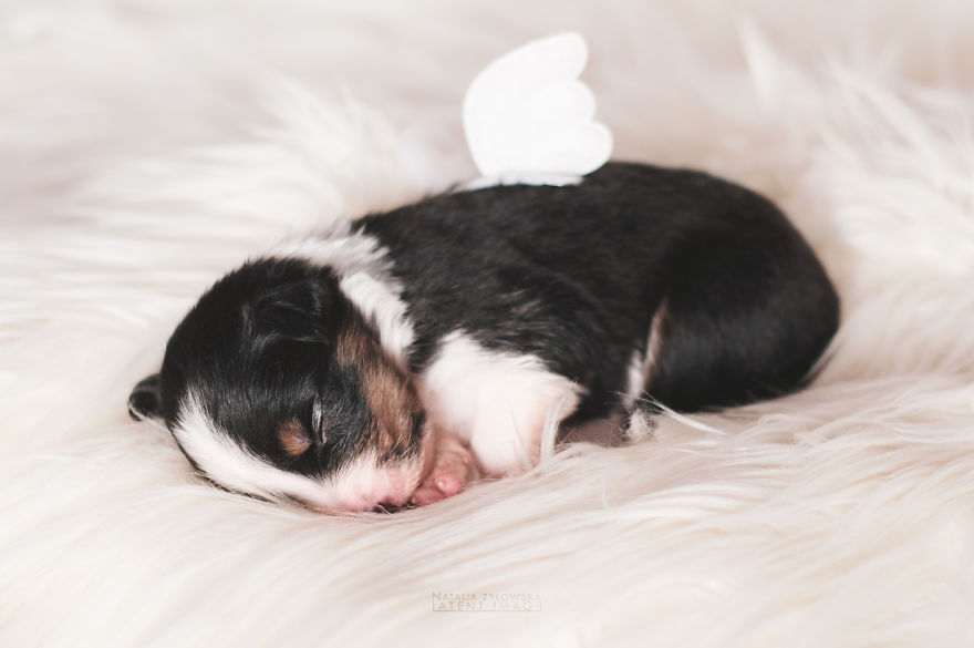 Puppies With Wings! I Repeat: Puppies With Wings! Prepare Your Heart To Be Melted Puppies With Wings! I Repeat: Puppies With Wings! Prepare Your Heart To Be Melted