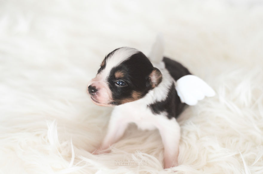 Puppies With Wings! I Repeat: Puppies With Wings! Prepare Your Heart To Be Melted Puppies With Wings! I Repeat: Puppies With Wings! Prepare Your Heart To Be Melted