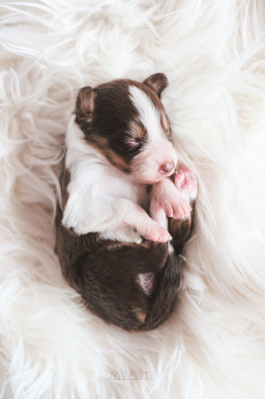 Puppies With Wings! I Repeat: Puppies With Wings! Prepare Your Heart To Be Melted Puppies With Wings! I Repeat: Puppies With Wings! Prepare Your Heart To Be Melted
