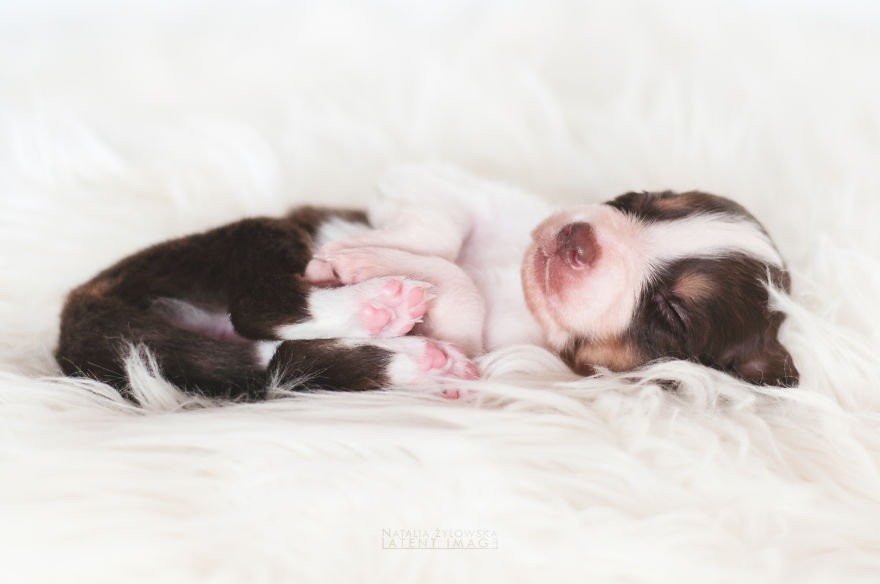 Puppies With Wings! I Repeat: Puppies With Wings! Prepare Your Heart To Be Melted Puppies With Wings! I Repeat: Puppies With Wings! Prepare Your Heart To Be Melted