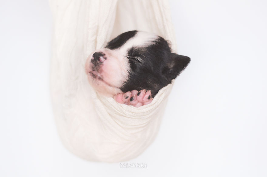 Puppies With Wings! I Repeat: Puppies With Wings! Prepare Your Heart To Be Melted Puppies With Wings! I Repeat: Puppies With Wings! Prepare Your Heart To Be Melted
