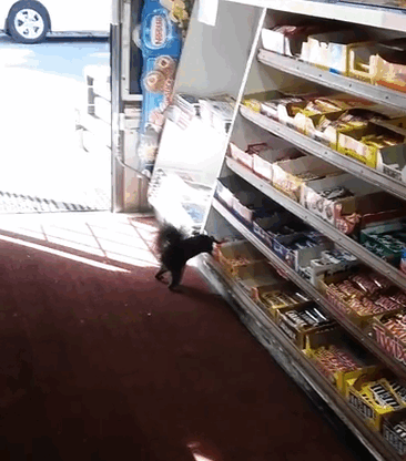Shop Owner Catches Thieves Who Were Stealing His Goods For 5 Years On Cam… They’re Squirrels Shop Owner Catches Thieves Who Were Stealing His Goods For 5 Years On Cam… They’re Squirrels