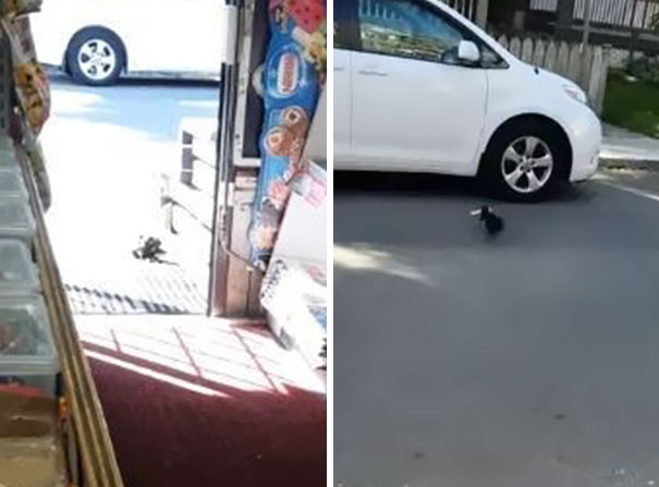 Shop Owner Catches Thieves Who Were Stealing His Goods For 5 Years On Cam… They’re Squirrels Shop Owner Catches Thieves Who Were Stealing His Goods For 5 Years On Cam… They’re Squirrels