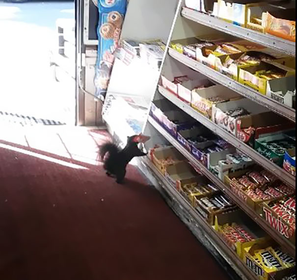 Shop Owner Catches Thieves Who Were Stealing His Goods For 5 Years On Cam… They’re Squirrels Shop Owner Catches Thieves Who Were Stealing His Goods For 5 Years On Cam… They’re Squirrels