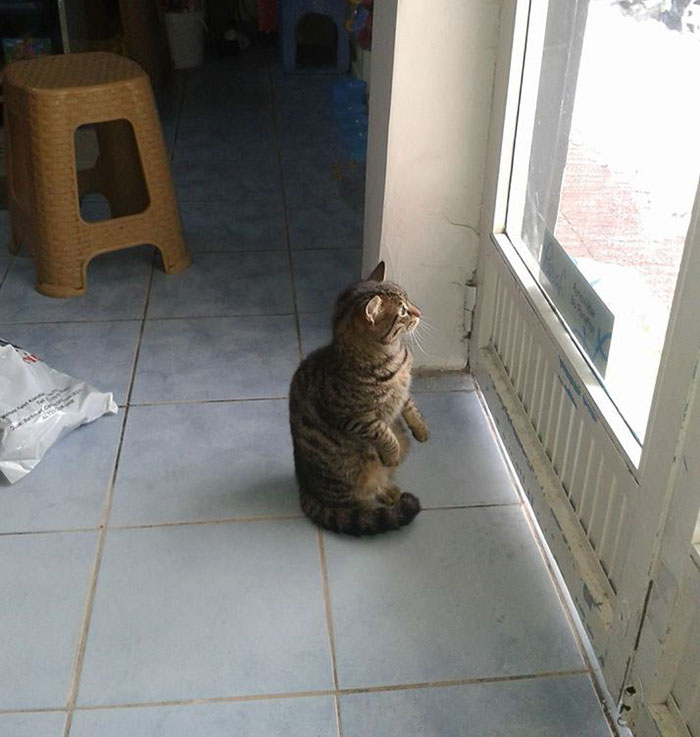 Worst Snowstorm In Years Just Hit Istanbul, And This Is How People Are Helping Stray Animals Worst Snowstorm In Years Just Hit Istanbul, And This Is How People Are Helping Stray Animals