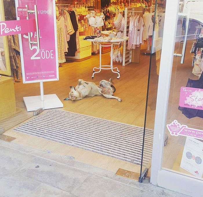 Worst Snowstorm In Years Just Hit Istanbul, And This Is How People Are Helping Stray Animals Worst Snowstorm In Years Just Hit Istanbul, And This Is How People Are Helping Stray Animals