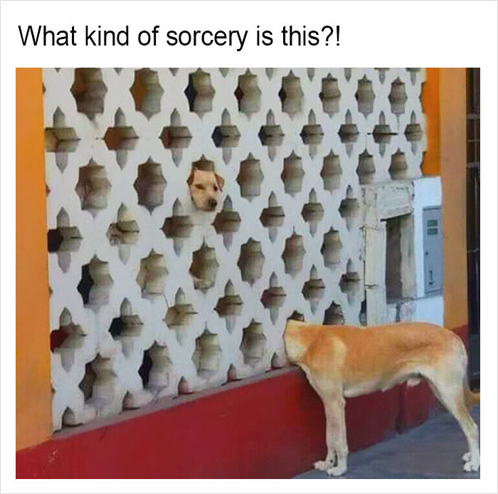 149 Funny Memes By Tank Sinatra 149 Funny Memes By Tank Sinatra