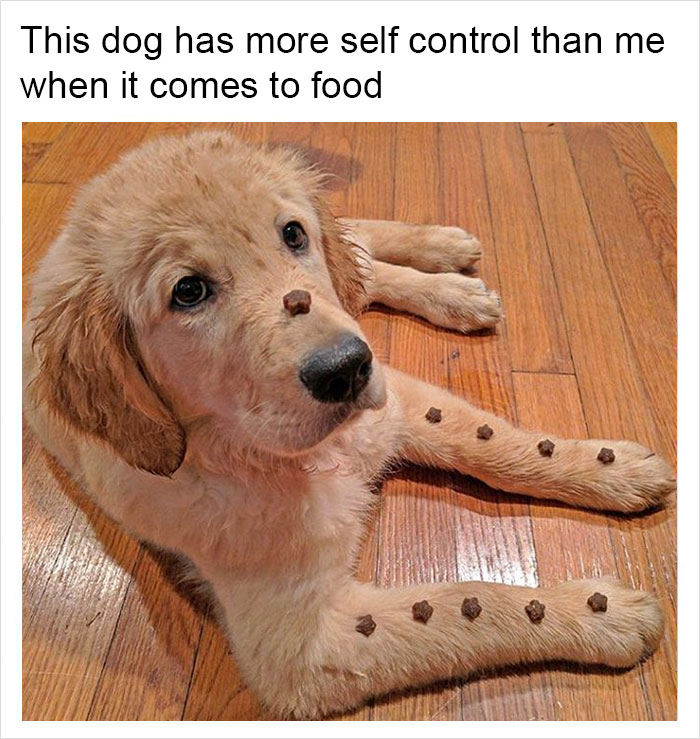 149 Funny Memes By Tank Sinatra 149 Funny Memes By Tank Sinatra