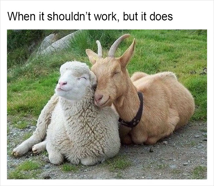 149 Funny Memes By Tank Sinatra 149 Funny Memes By Tank Sinatra