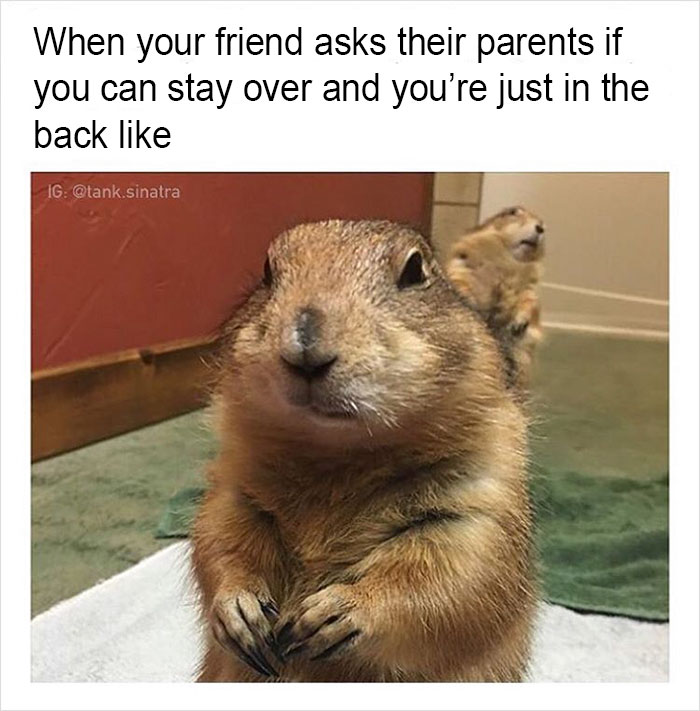 149 Funny Memes By Tank Sinatra 149 Funny Memes By Tank Sinatra