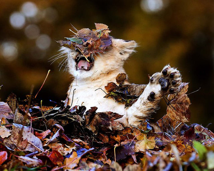 58 Of The Funniest Animal Fails Ever 58 Of The Funniest Animal Fails Ever