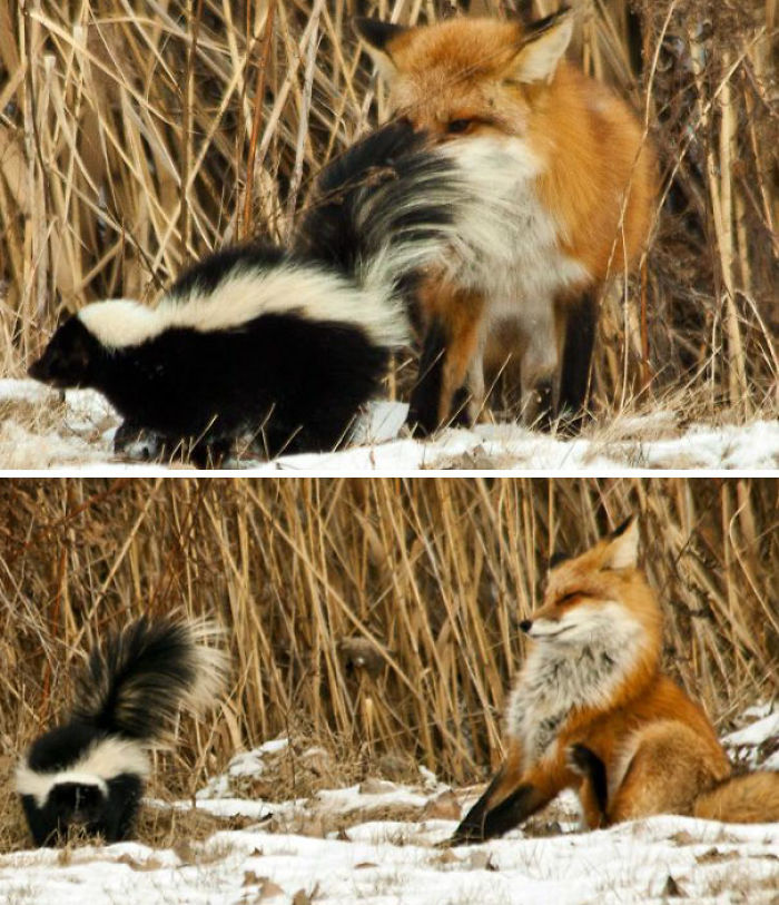 58 Of The Funniest Animal Fails Ever 58 Of The Funniest Animal Fails Ever