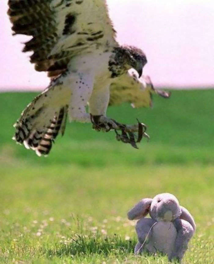 58 Of The Funniest Animal Fails Ever 58 Of The Funniest Animal Fails Ever