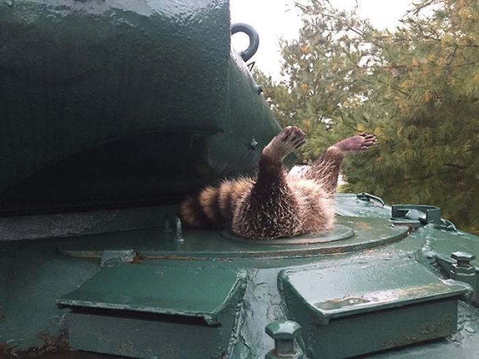 58 Of The Funniest Animal Fails Ever 58 Of The Funniest Animal Fails Ever