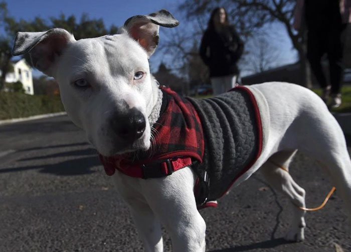 When This Woman Found A Dying Homeless Man With A Dog, He Told Her His Last Wish And It’s Heartbreaking When This Woman Found A Dying Homeless Man With A Dog, He Told Her His Last Wish And It’s Heartbreaking