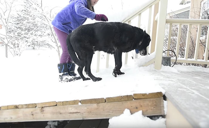 Mailman Builds A Ramp So His Old Dog Friend Could Still Greet Him When He Comes Mailman Builds A Ramp So His Old Dog Friend Could Still Greet Him When He Comes