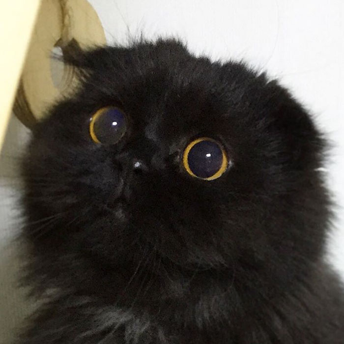 This Furball Looks Like Studio Ghibli’s Soot Sprite (104 Pics)
