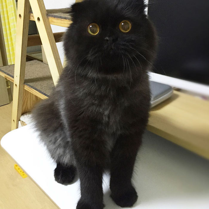 This Furball Looks Like Studio Ghibli’s Soot Sprite (104 Pics)