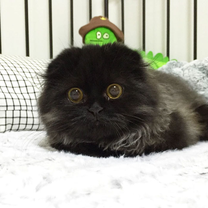 This Furball Looks Like Studio Ghibli’s Soot Sprite (104 Pics)