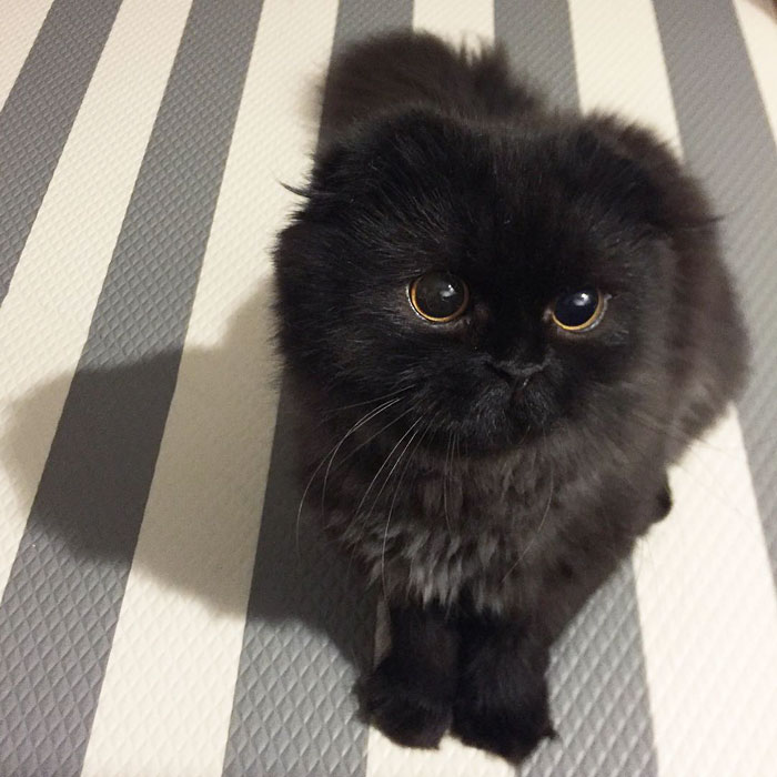 This Furball Looks Like Studio Ghibli’s Soot Sprite (104 Pics)