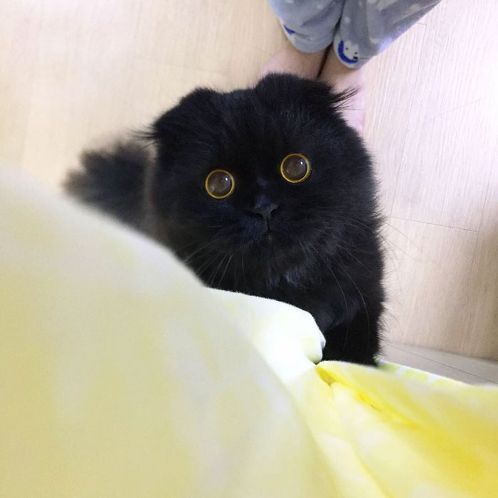 This Furball Looks Like Studio Ghibli’s Soot Sprite (104 Pics)