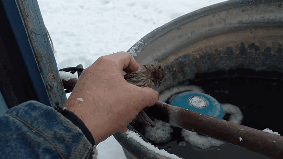 Man Rescues Frozen Bird With His Breath Man Rescues Frozen Bird With His Breath