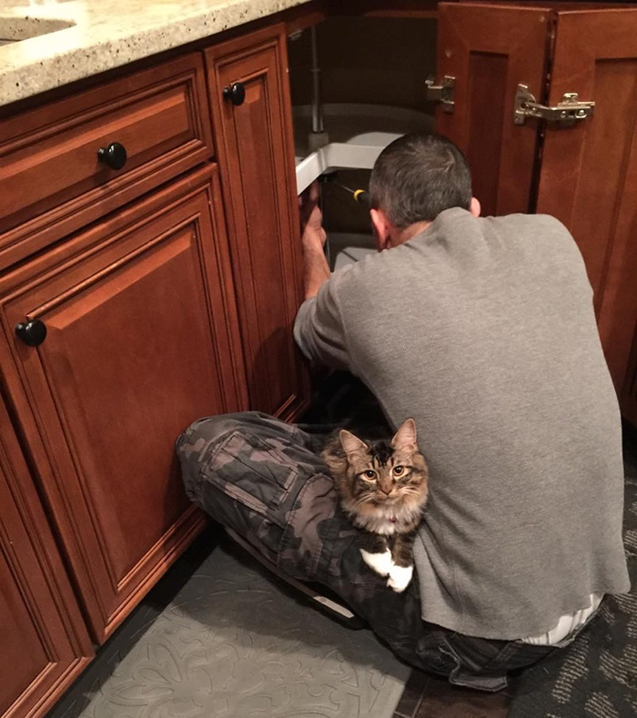 &#8220;Kangaroo&#8221; Kitten Born Without Elbow Joints Was The Smallest And Weakest Of The Litter, Look At Her Now