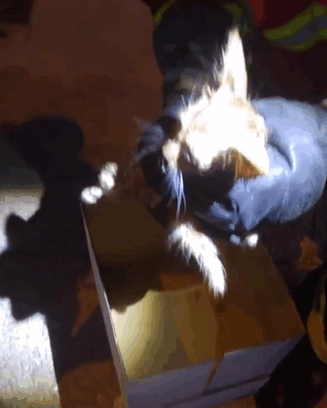 Kitty Trapped In 109-Degree Heat Next To Electrical Post Was Crying For Help And Finally Someone Heard Him Kitty Trapped In 109-Degree Heat Next To Electrical Post Was Crying For Help And Finally Someone Heard Him