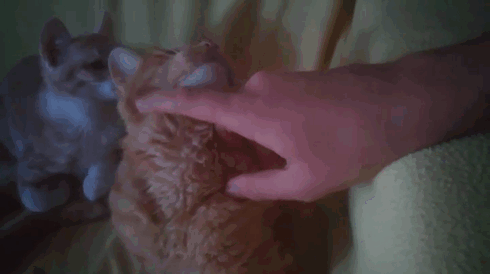 Kitty Trapped In 109-Degree Heat Next To Electrical Post Was Crying For Help And Finally Someone Heard Him Kitty Trapped In 109-Degree Heat Next To Electrical Post Was Crying For Help And Finally Someone Heard Him