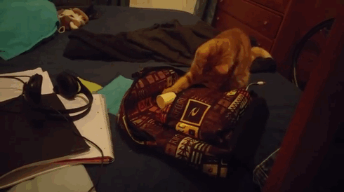 Kitty Trapped In 109-Degree Heat Next To Electrical Post Was Crying For Help And Finally Someone Heard Him Kitty Trapped In 109-Degree Heat Next To Electrical Post Was Crying For Help And Finally Someone Heard Him