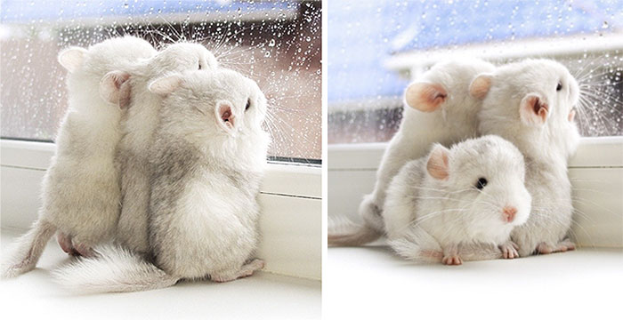 186 Baby Chinchillas That Will Melt Your Heart 186 Baby Chinchillas That Will Melt Your Heart