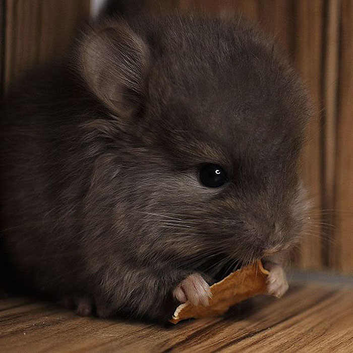186 Baby Chinchillas That Will Melt Your Heart 186 Baby Chinchillas That Will Melt Your Heart
