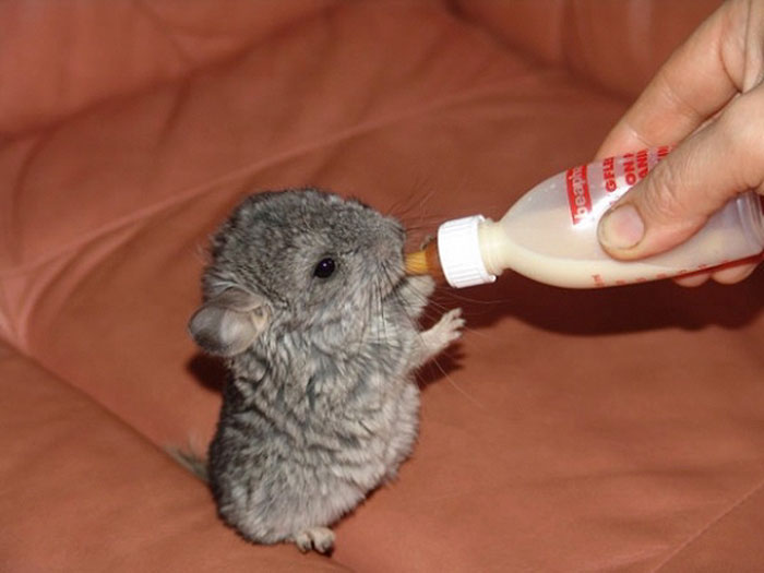 186 Baby Chinchillas That Will Melt Your Heart 186 Baby Chinchillas That Will Melt Your Heart