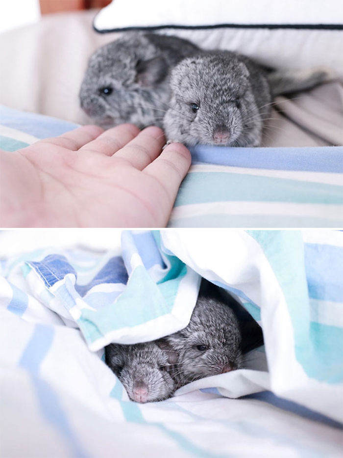 186 Baby Chinchillas That Will Melt Your Heart 186 Baby Chinchillas That Will Melt Your Heart