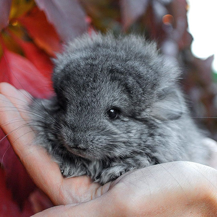 186 Baby Chinchillas That Will Melt Your Heart 186 Baby Chinchillas That Will Melt Your Heart