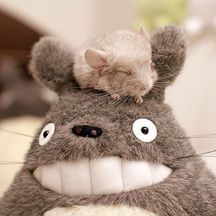 186 Baby Chinchillas That Will Melt Your Heart 186 Baby Chinchillas That Will Melt Your Heart