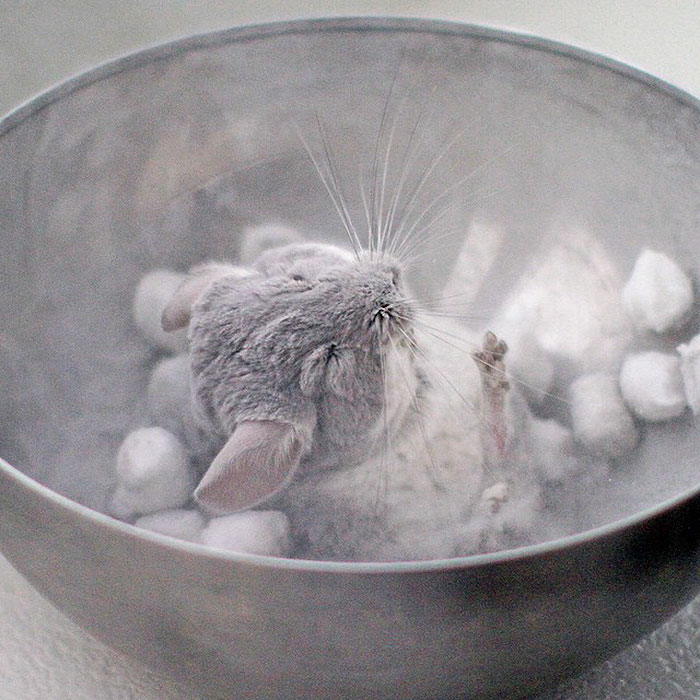 186 Baby Chinchillas That Will Melt Your Heart 186 Baby Chinchillas That Will Melt Your Heart