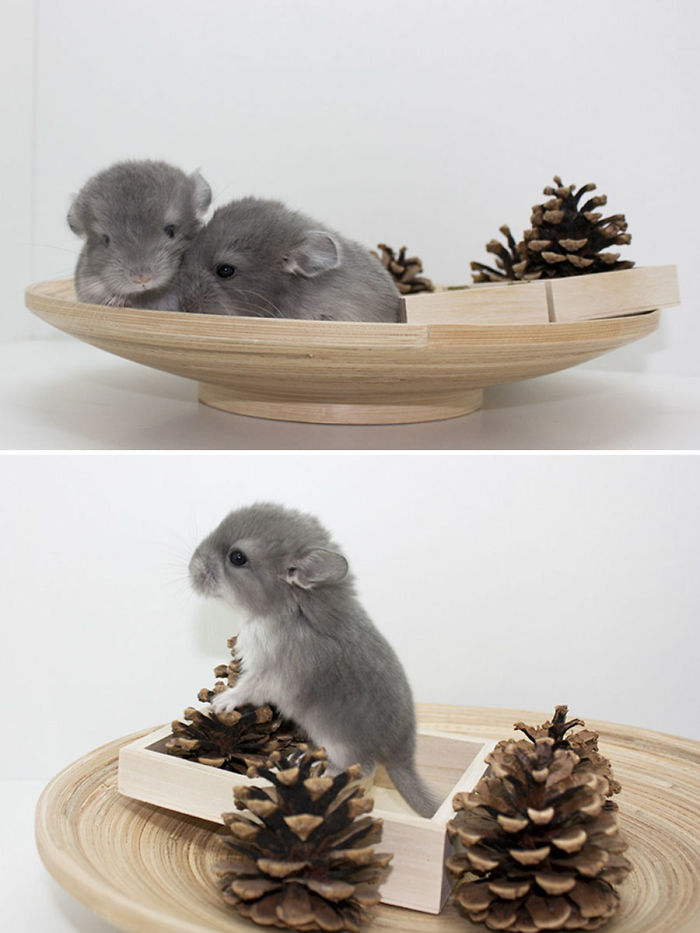 186 Baby Chinchillas That Will Melt Your Heart 186 Baby Chinchillas That Will Melt Your Heart
