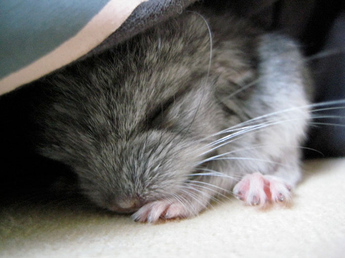 186 Baby Chinchillas That Will Melt Your Heart 186 Baby Chinchillas That Will Melt Your Heart