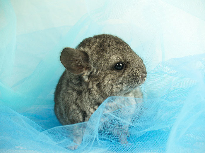 186 Baby Chinchillas That Will Melt Your Heart 186 Baby Chinchillas That Will Melt Your Heart