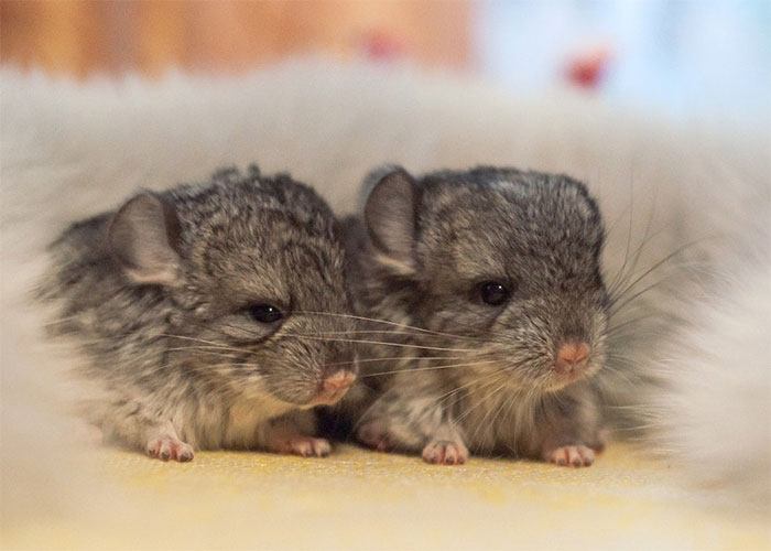 186 Baby Chinchillas That Will Melt Your Heart 186 Baby Chinchillas That Will Melt Your Heart