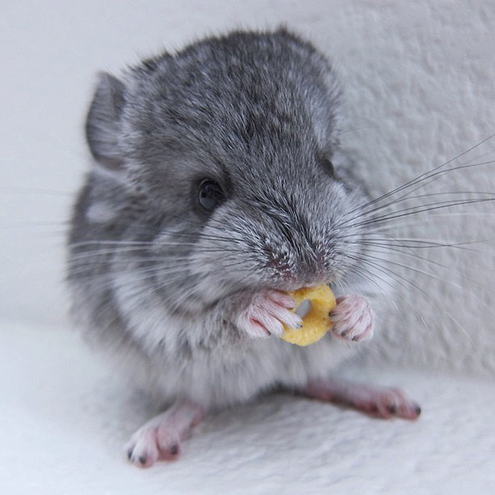 186 Baby Chinchillas That Will Melt Your Heart 186 Baby Chinchillas That Will Melt Your Heart