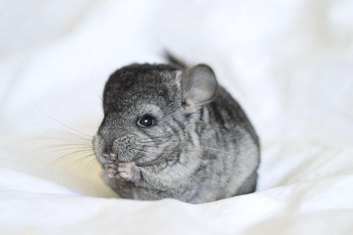 186 Baby Chinchillas That Will Melt Your Heart 186 Baby Chinchillas That Will Melt Your Heart