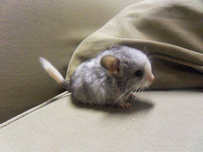 186 Baby Chinchillas That Will Melt Your Heart 186 Baby Chinchillas That Will Melt Your Heart