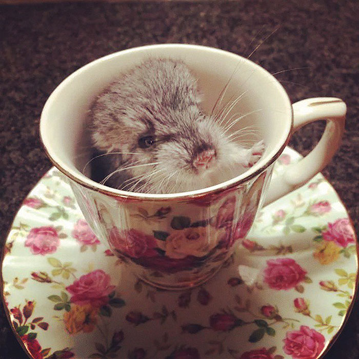 186 Baby Chinchillas That Will Melt Your Heart 186 Baby Chinchillas That Will Melt Your Heart