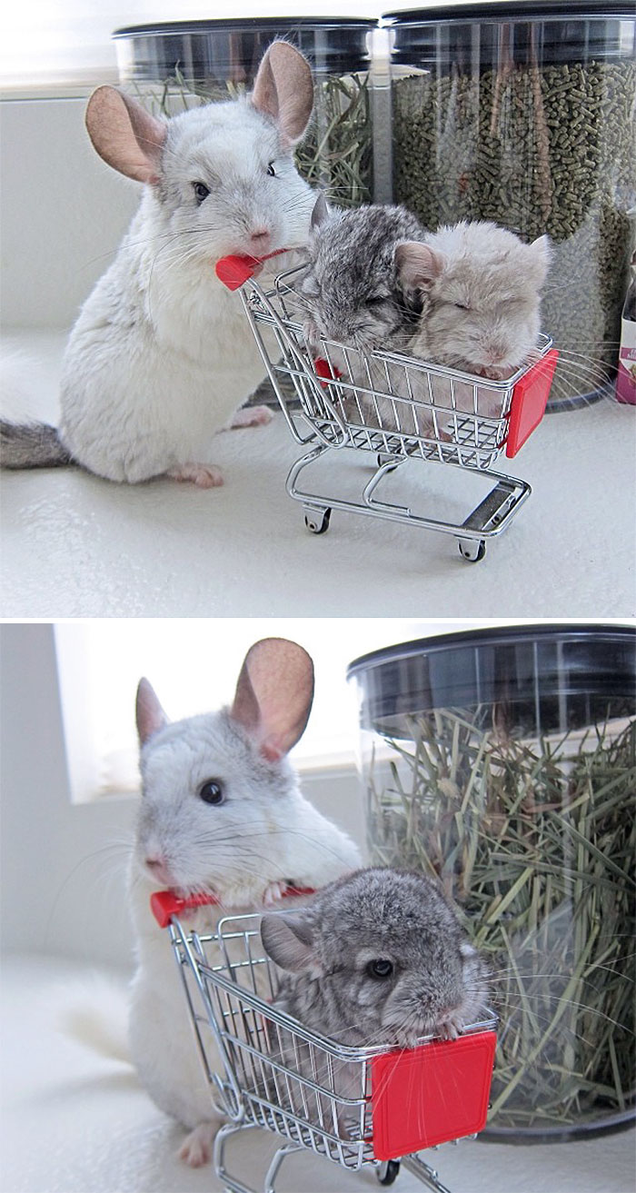 186 Baby Chinchillas That Will Melt Your Heart 186 Baby Chinchillas That Will Melt Your Heart